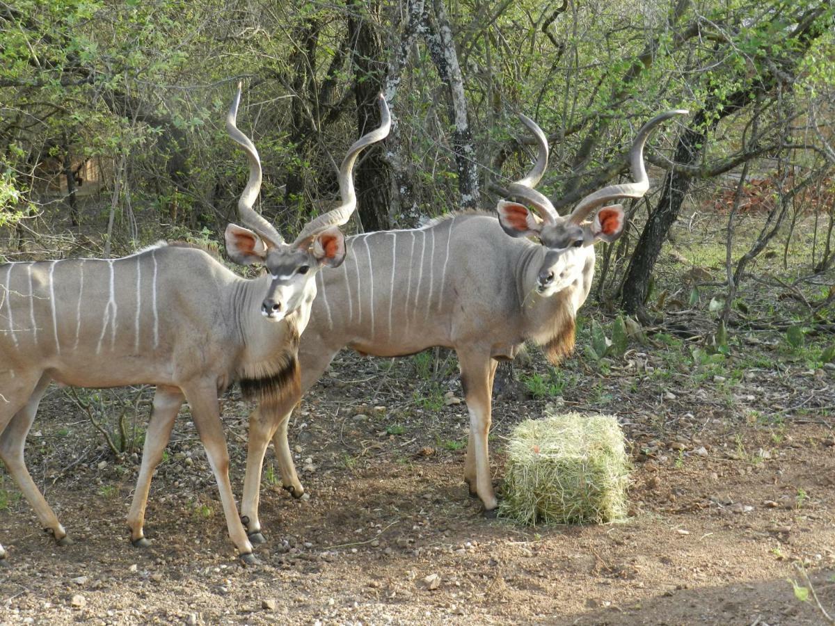 Buffalo Marloth Park Εξωτερικό φωτογραφία