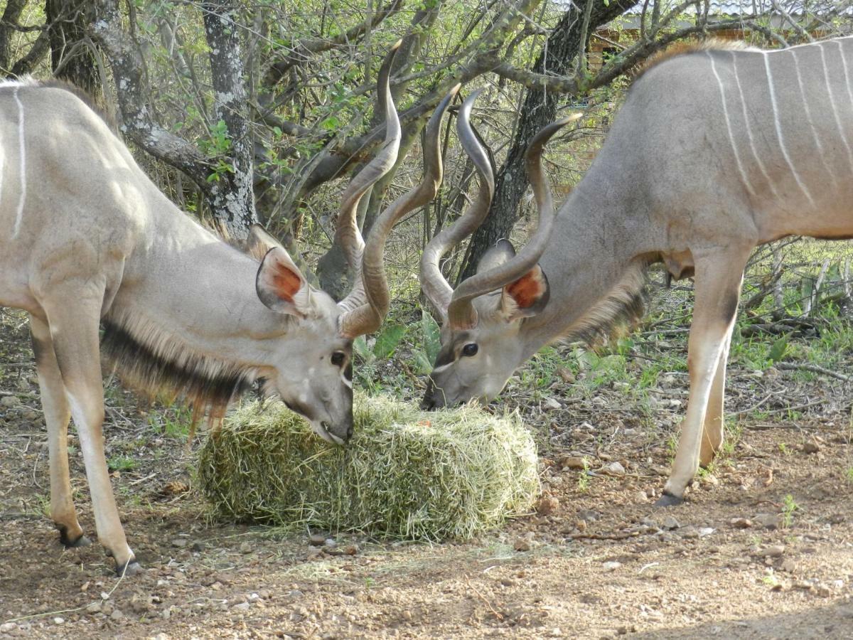 Buffalo Marloth Park Εξωτερικό φωτογραφία