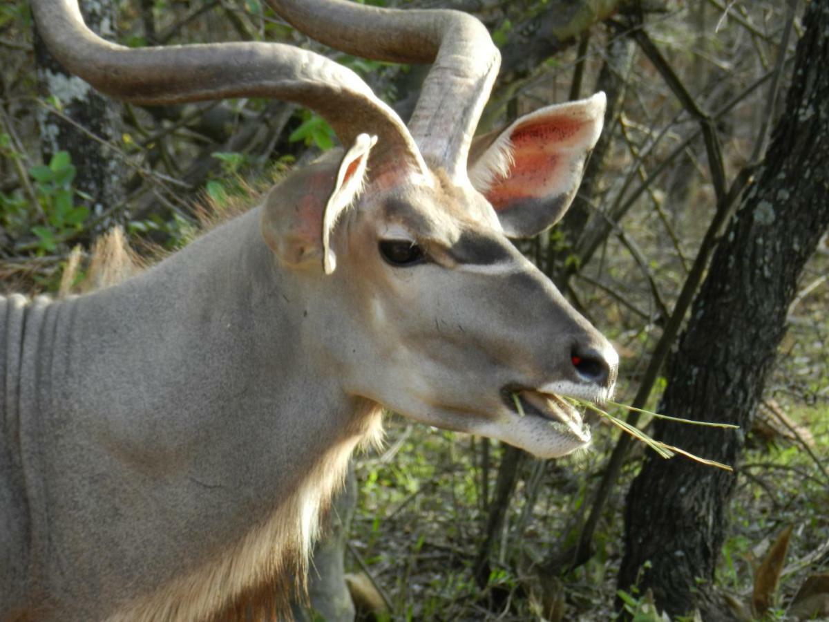 Buffalo Marloth Park Εξωτερικό φωτογραφία